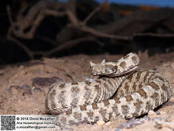 Image of Perisan Horned Viper