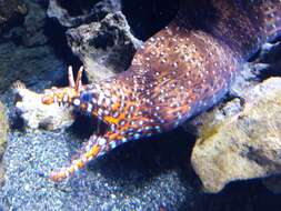 Image of Leopard moray eel