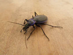 Image of Blue Ground Beetle