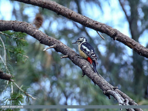 Image of Himalayan Woodpecker