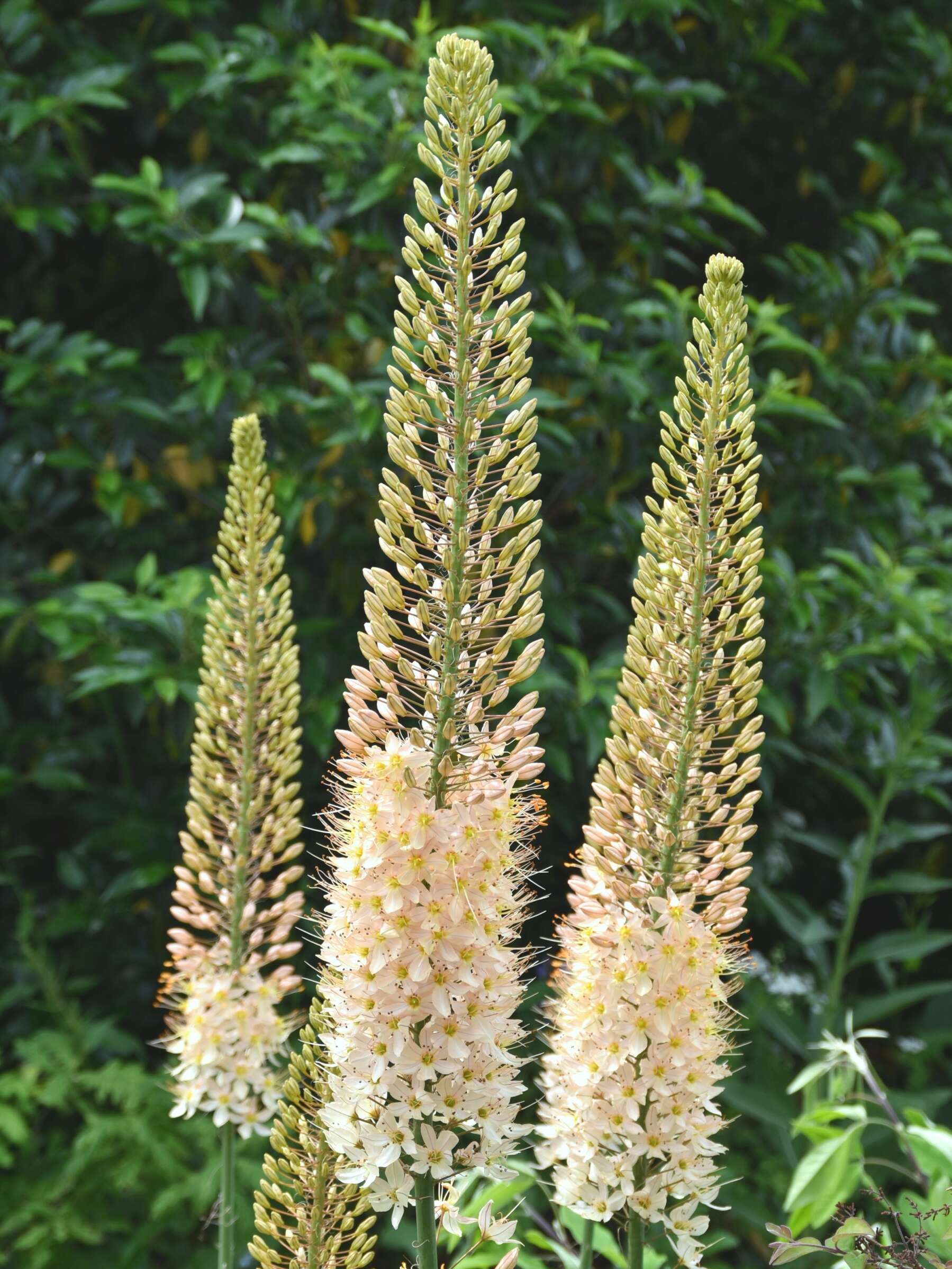 Plancia ëd Eremurus stenophyllus (Boiss. & Buhse) Baker