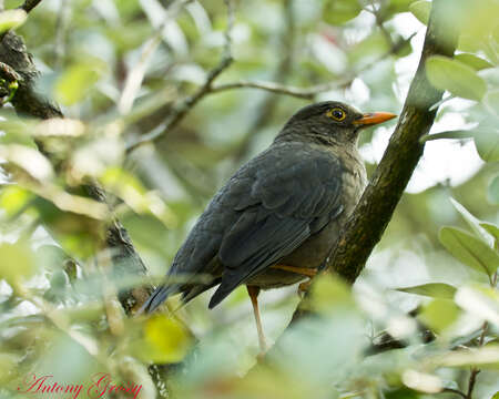 Image of Tickell's Thrush