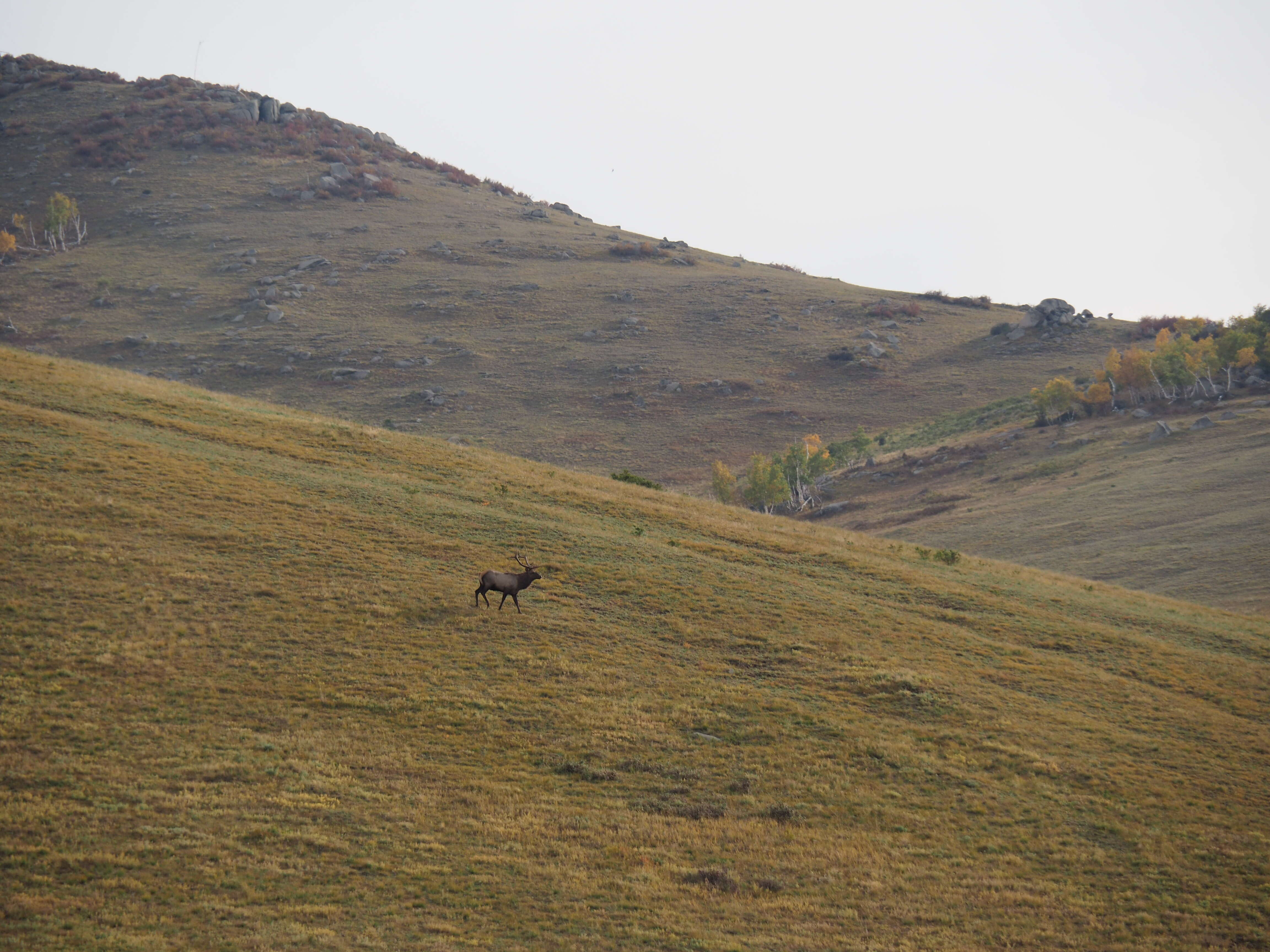 Image of Cervus canadensis sibiricus