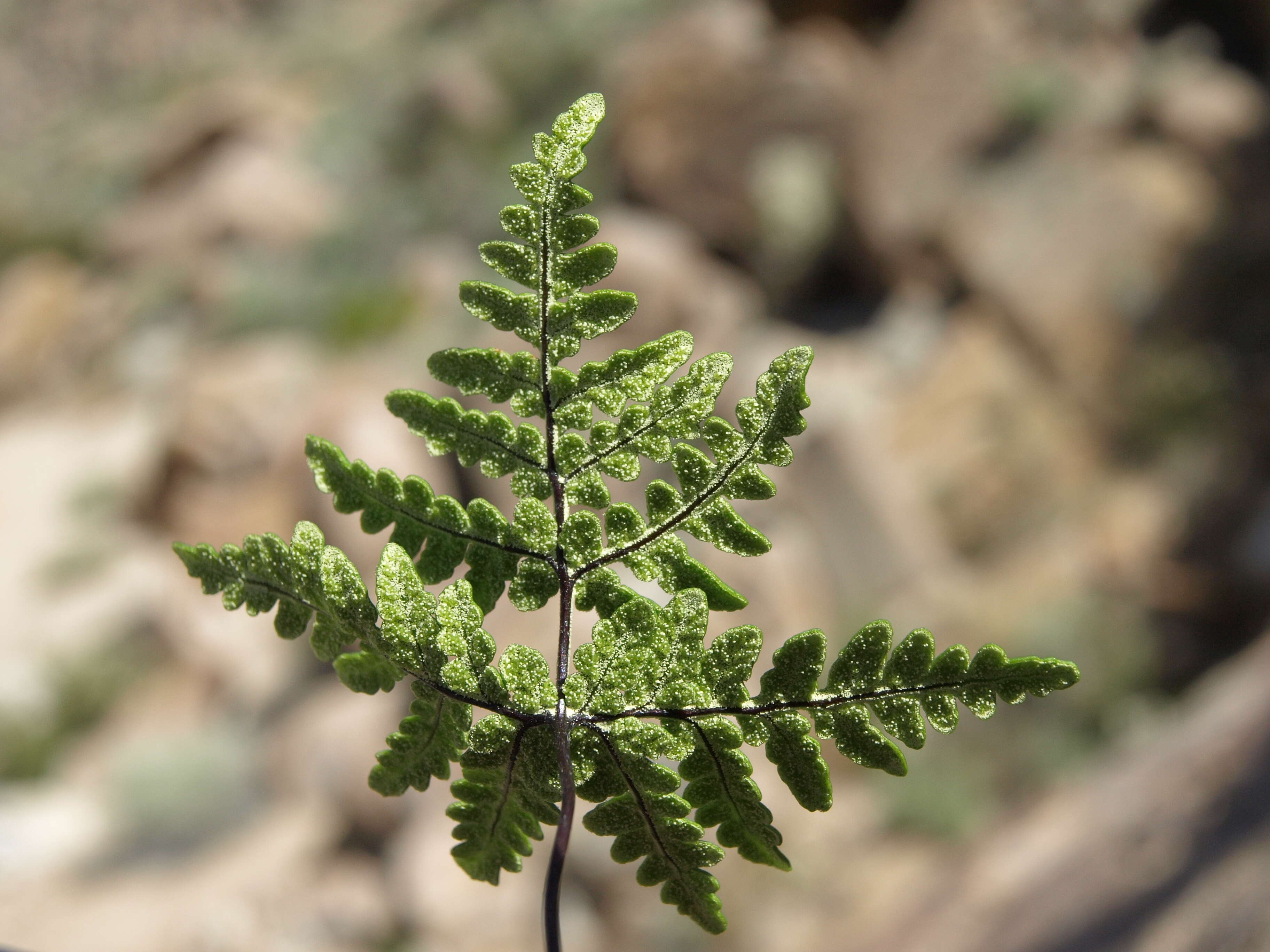 Image of goldback fern