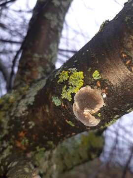 Image de Phellinus pomaceus (Pers.) Maire 1933