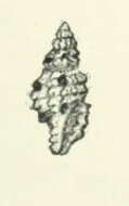 Image of Pseudodaphnella excellens (G. B. Sowerby Iii 1913)