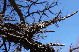 Image of American Sweetgum