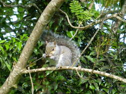 Image of Sciurus subgen. Sciurus Linnaeus 1758