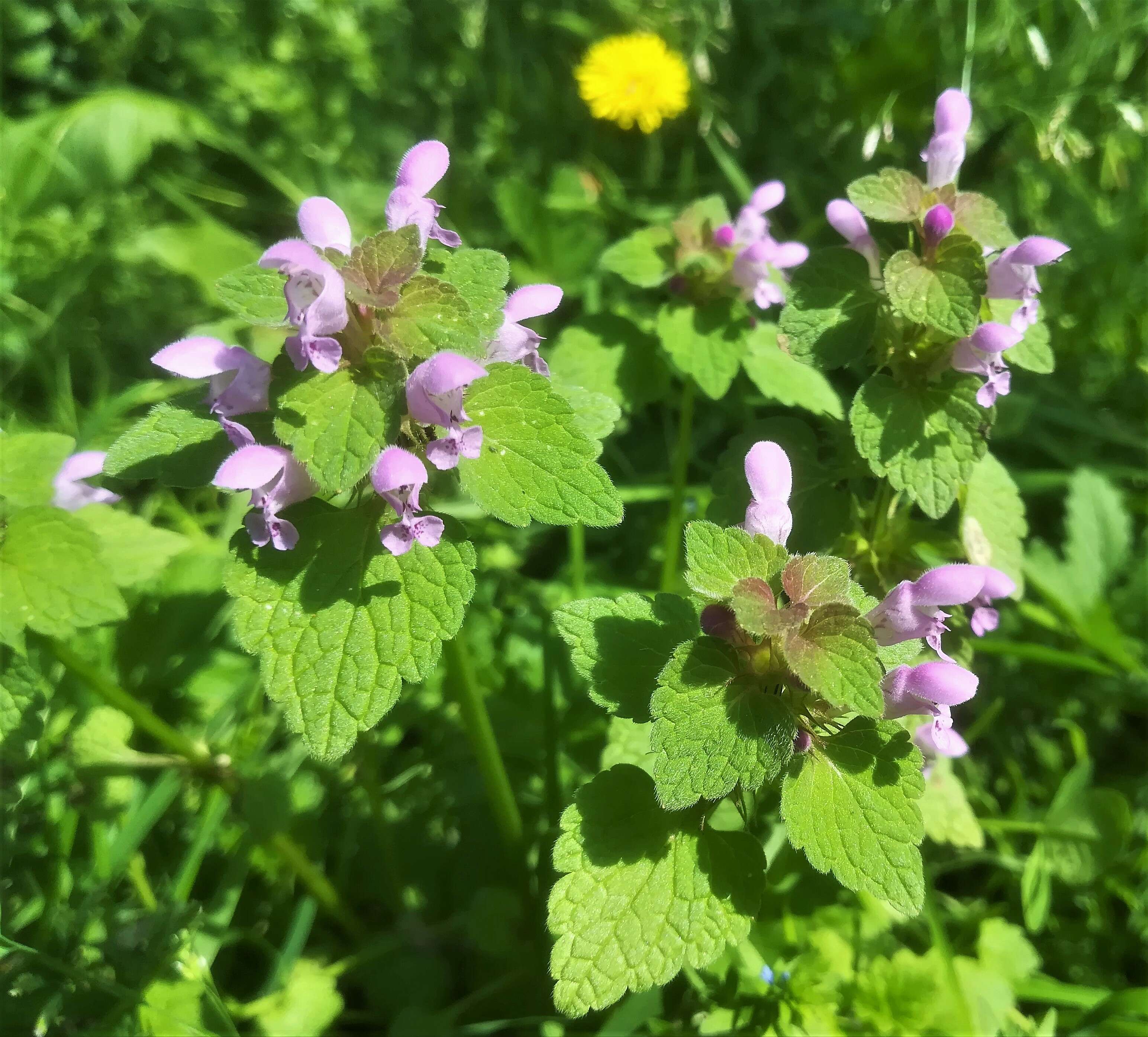 Image of purple archangel