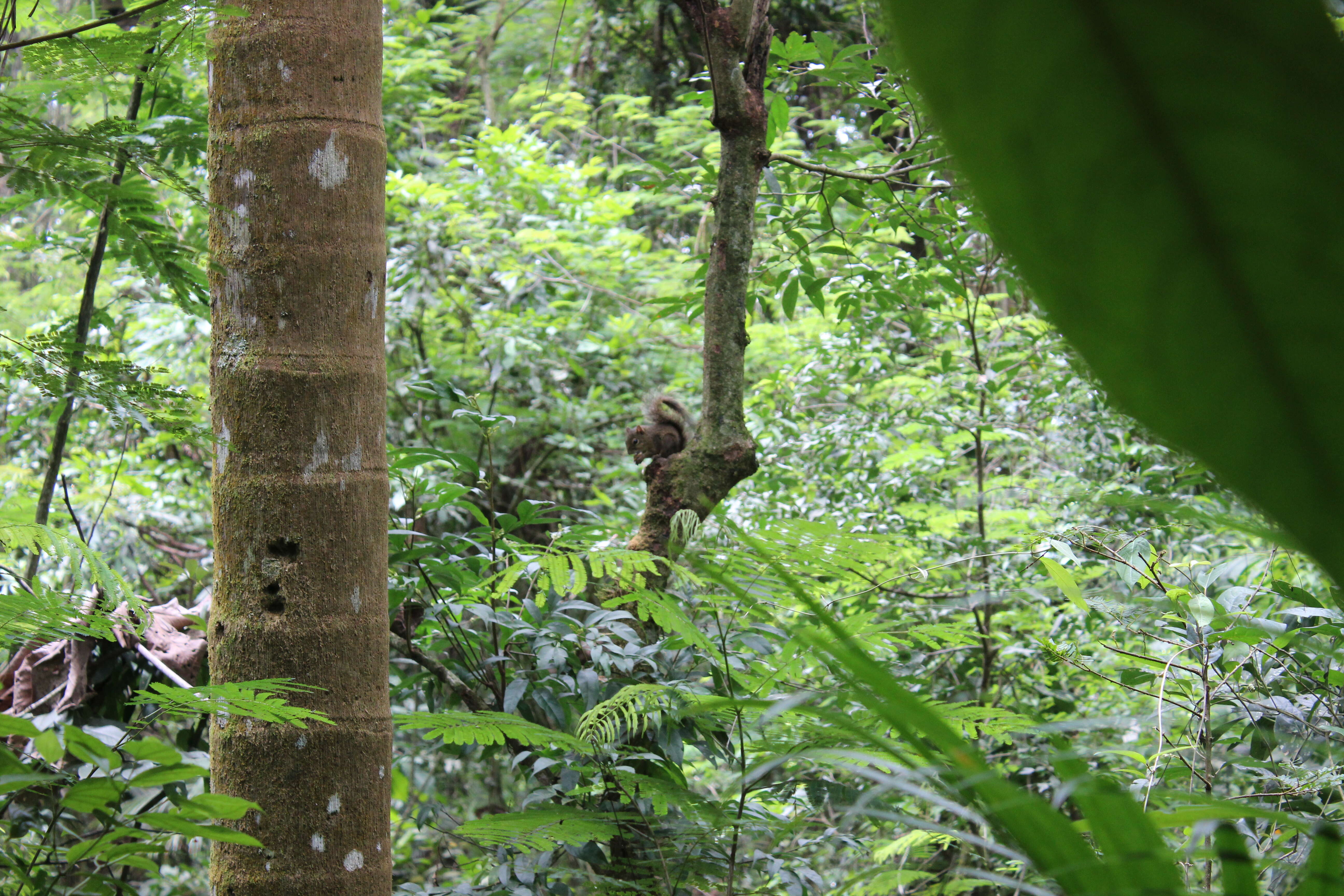 Image of Guianan Squirrel