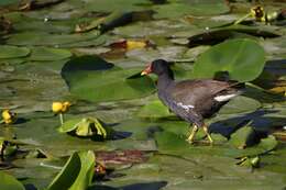 Image of Common Moorhen