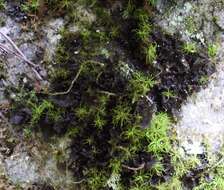 Image of jelly lichen