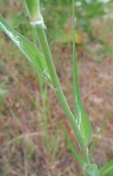 Image of yellow salsify