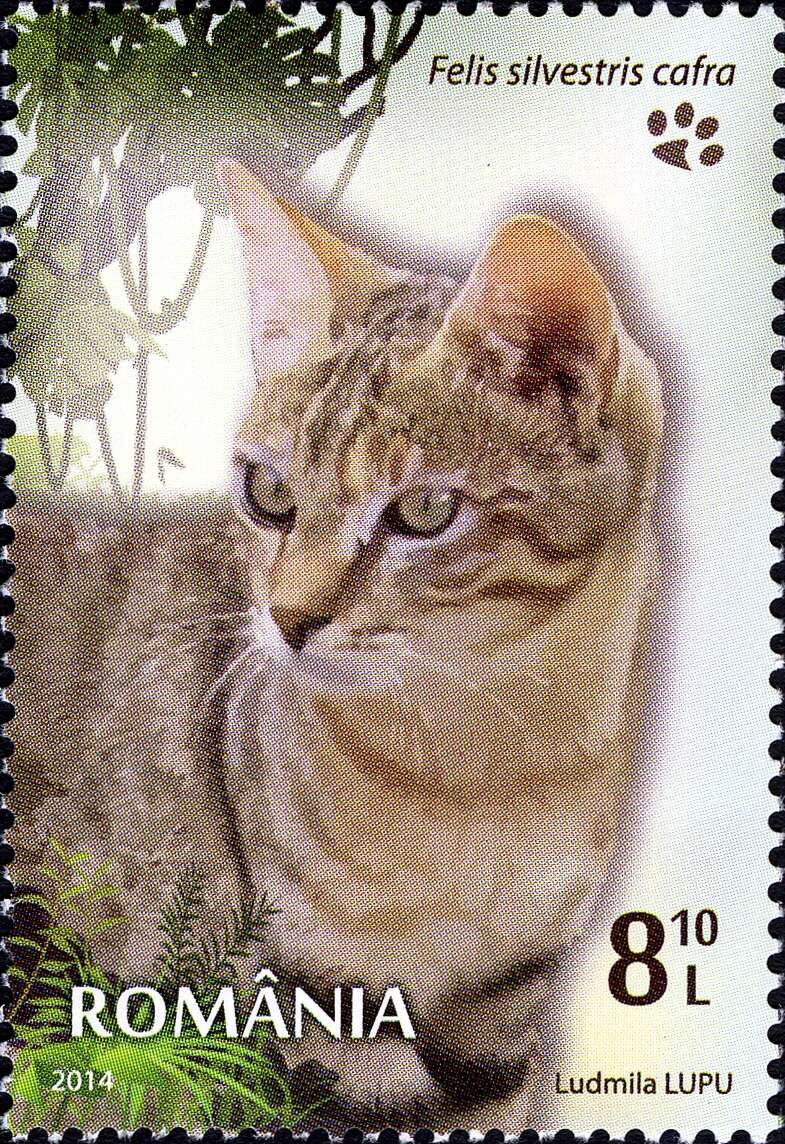 Image of Felis silvestris cafra Desmarest 1822