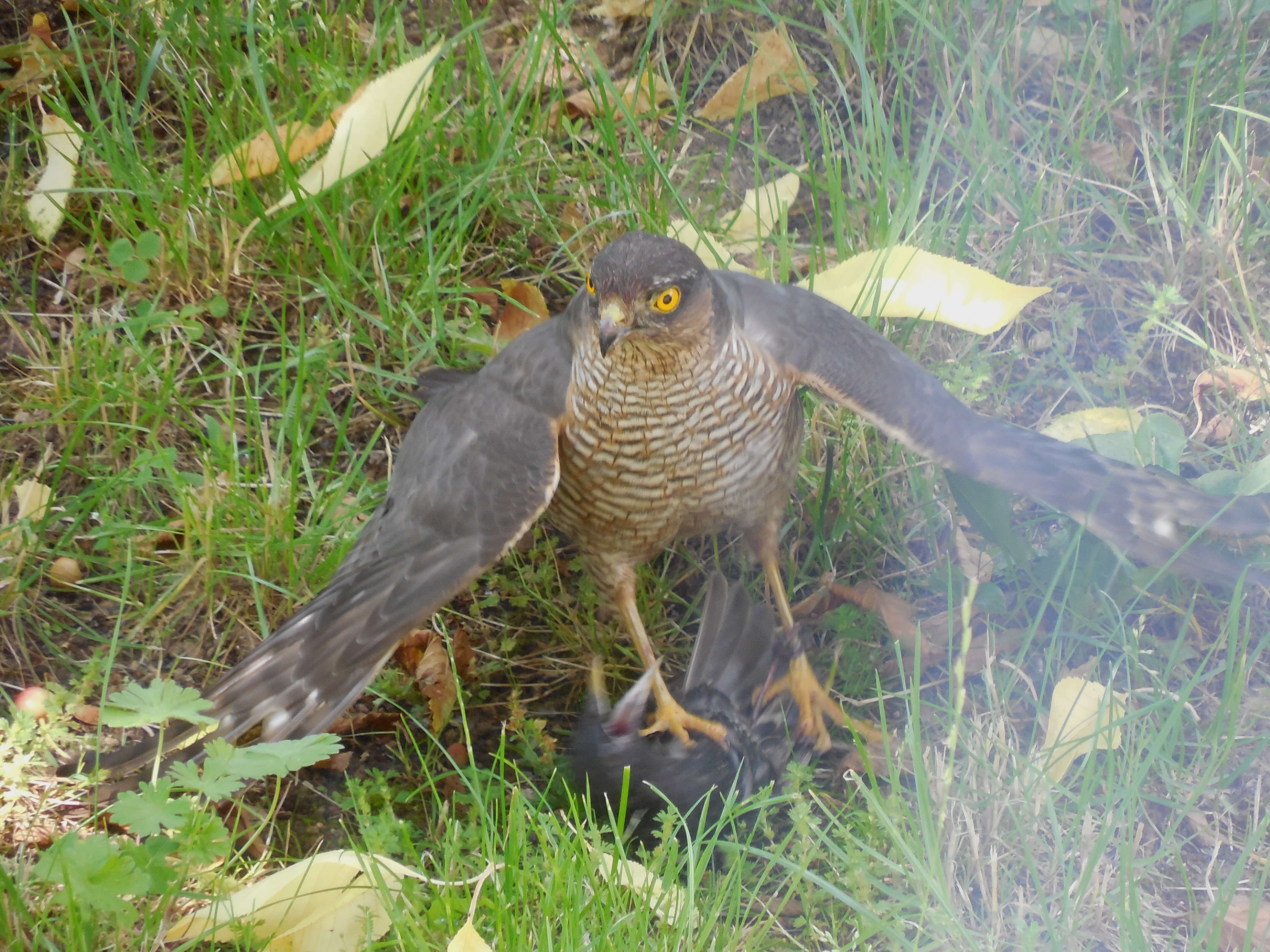 Image of Eurasian Sparrowhawk