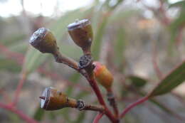 Eucalyptus pileata Blakely resmi