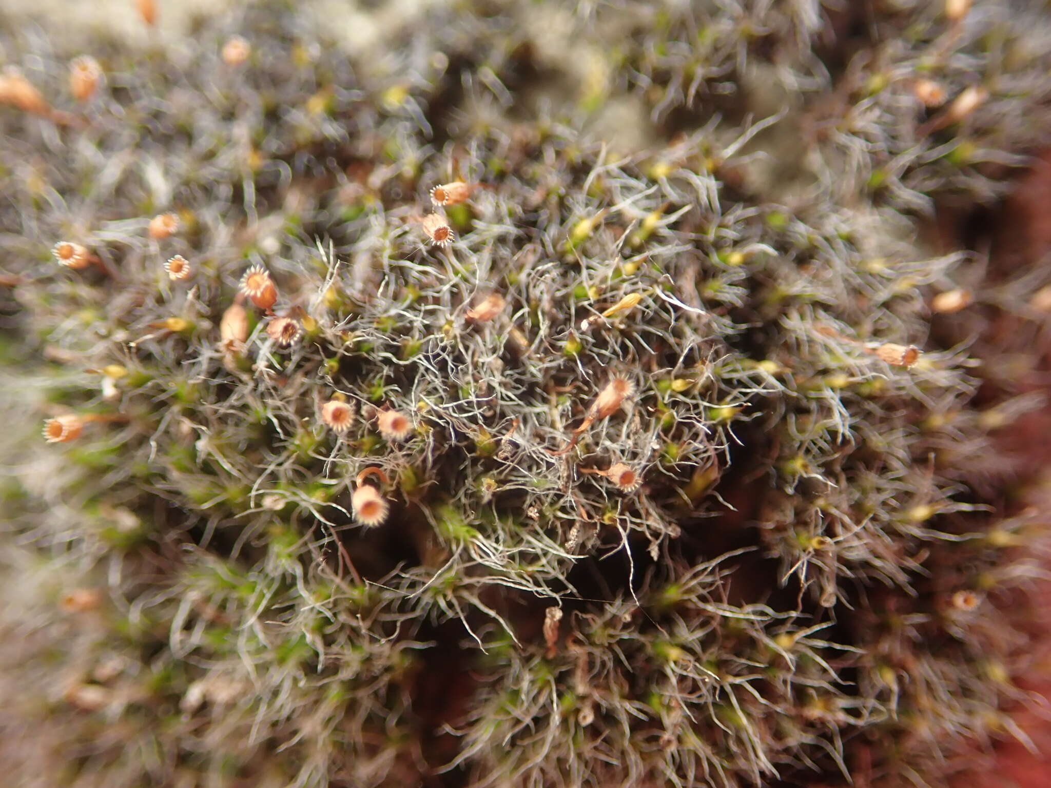 Image of pulvinate dry rock moss