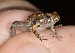 Image of Pygmy Free-fingered Frog