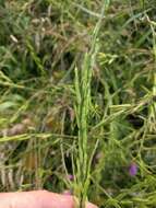 Image of black mustard