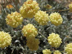 Image of cushion buckwheat