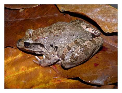 Image of Blyth's River Frog