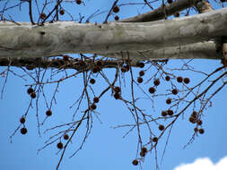 Image of American sycamore