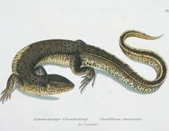 Image of Crocodile Tegu