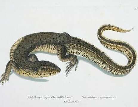 Слика од Crocodilurus