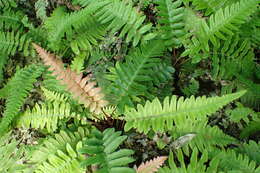 Image of hammock fern