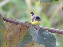 Todirostrum cinereum (Linnaeus 1766) resmi