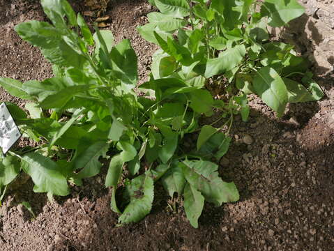 Image of Alecost or Balsam Herb