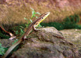 Image of Rostombekov's lizard