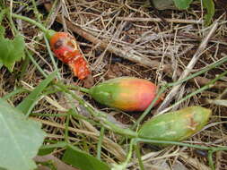 Image of ivy gourd