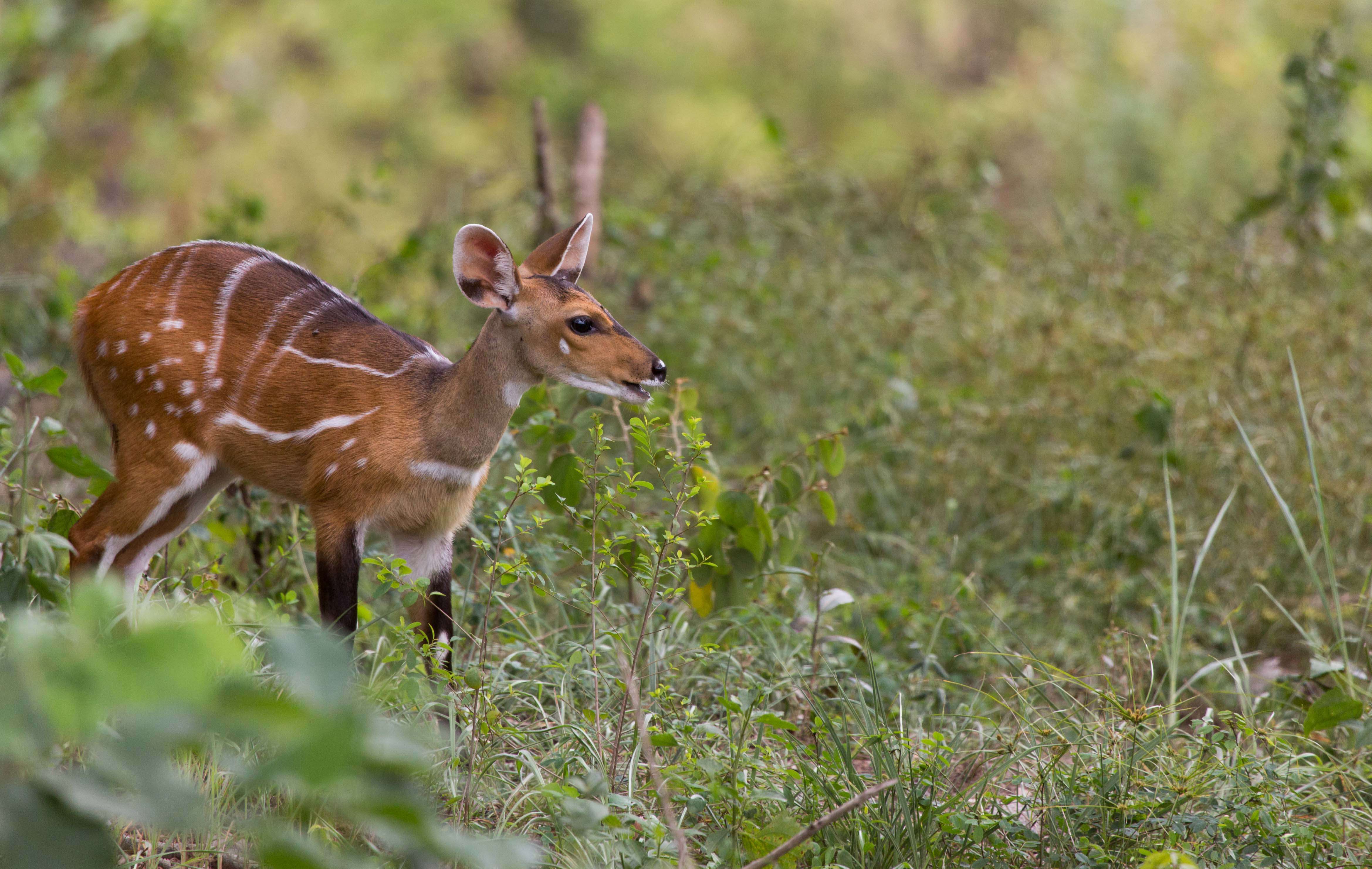 Image of Bushbuck