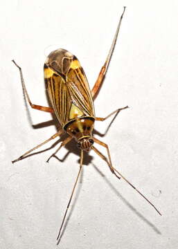 Image of Striped Oak Bug