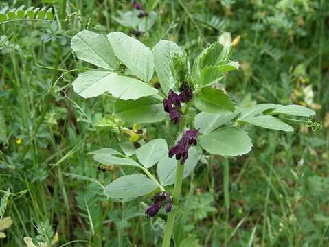 Imagem de Vicia narbonensis L.