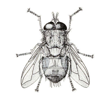 Cordylobia anthropophaga (Blanchard & Berenger-Feraud 1872) resmi