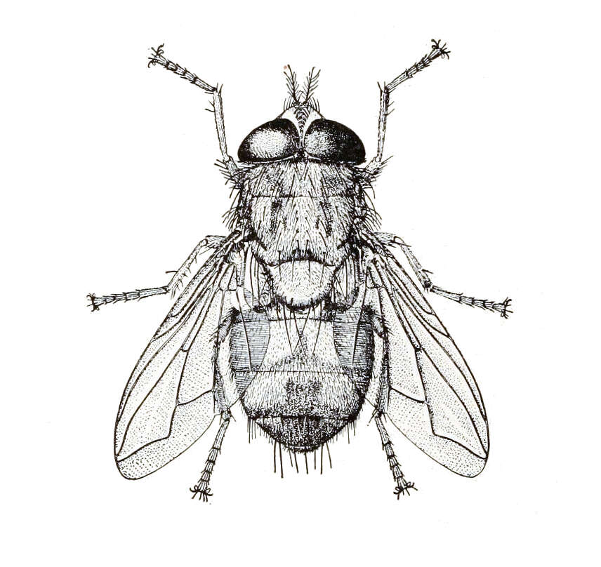 Image of Cordylobia anthropophaga (Blanchard & Berenger-Feraud 1872)