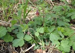 Image of Water Avens