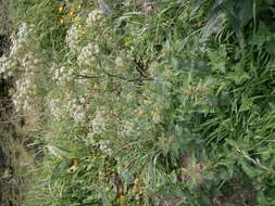 Image of Fine-leaved Water-dropwort