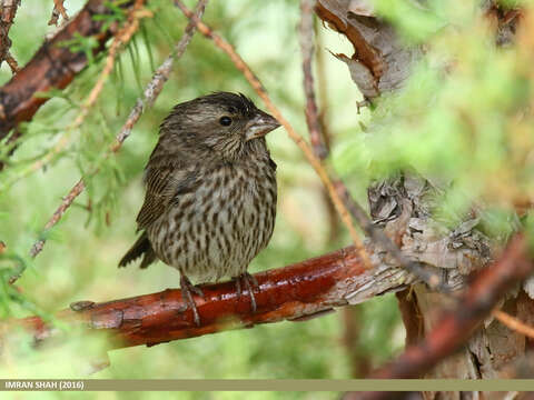 Plancia ëd Carpodacus rhodochlamys (Brandt & JF 1843)