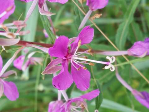 Image of Narrow-Leaf Fireweed