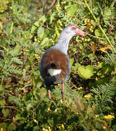 Image of Philippine Swamphen