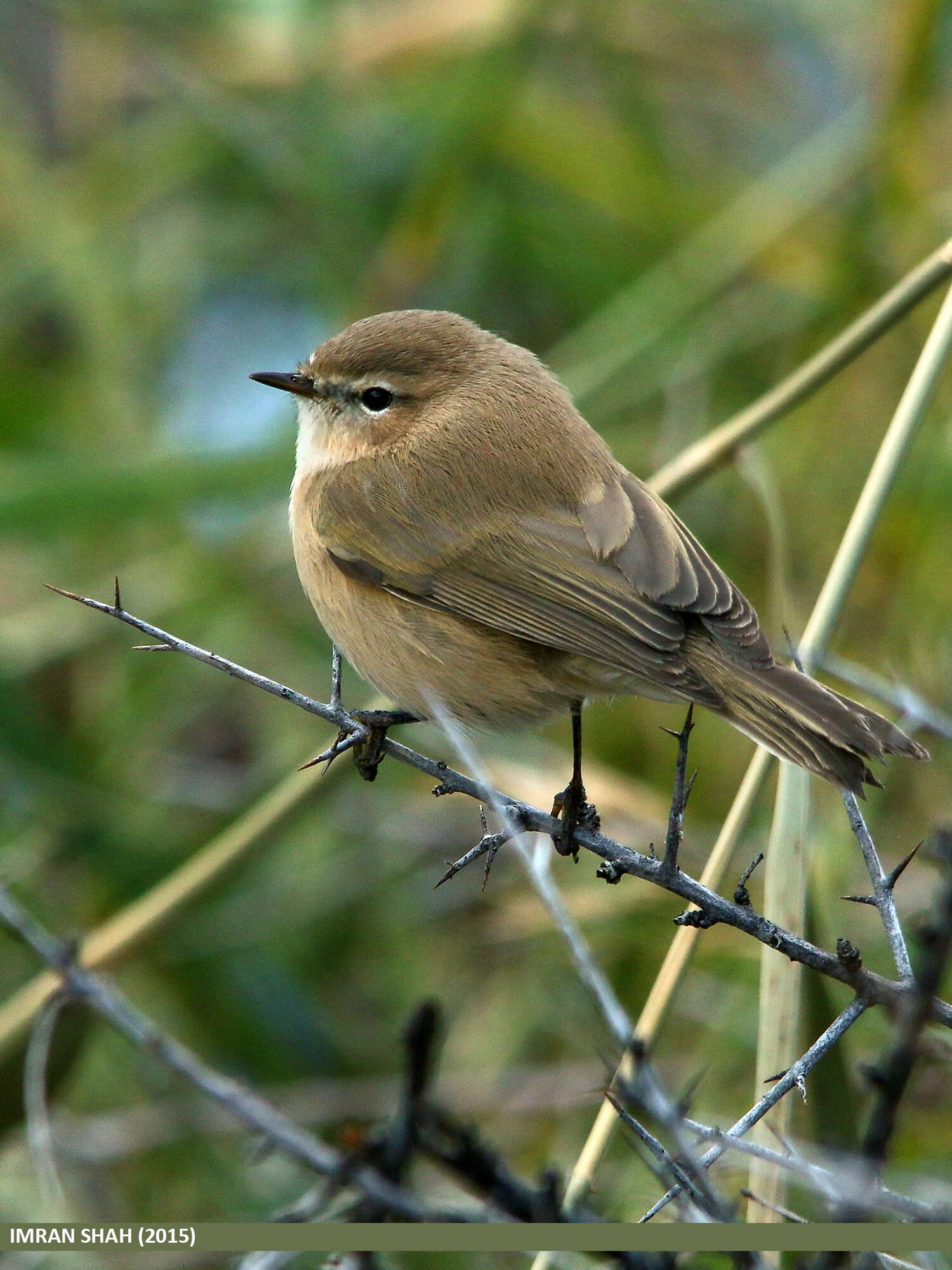 Image of Siberian Chiffchaff