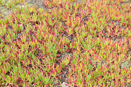 Imagem de Carpobrotus edulis (L.) N. E. Br.