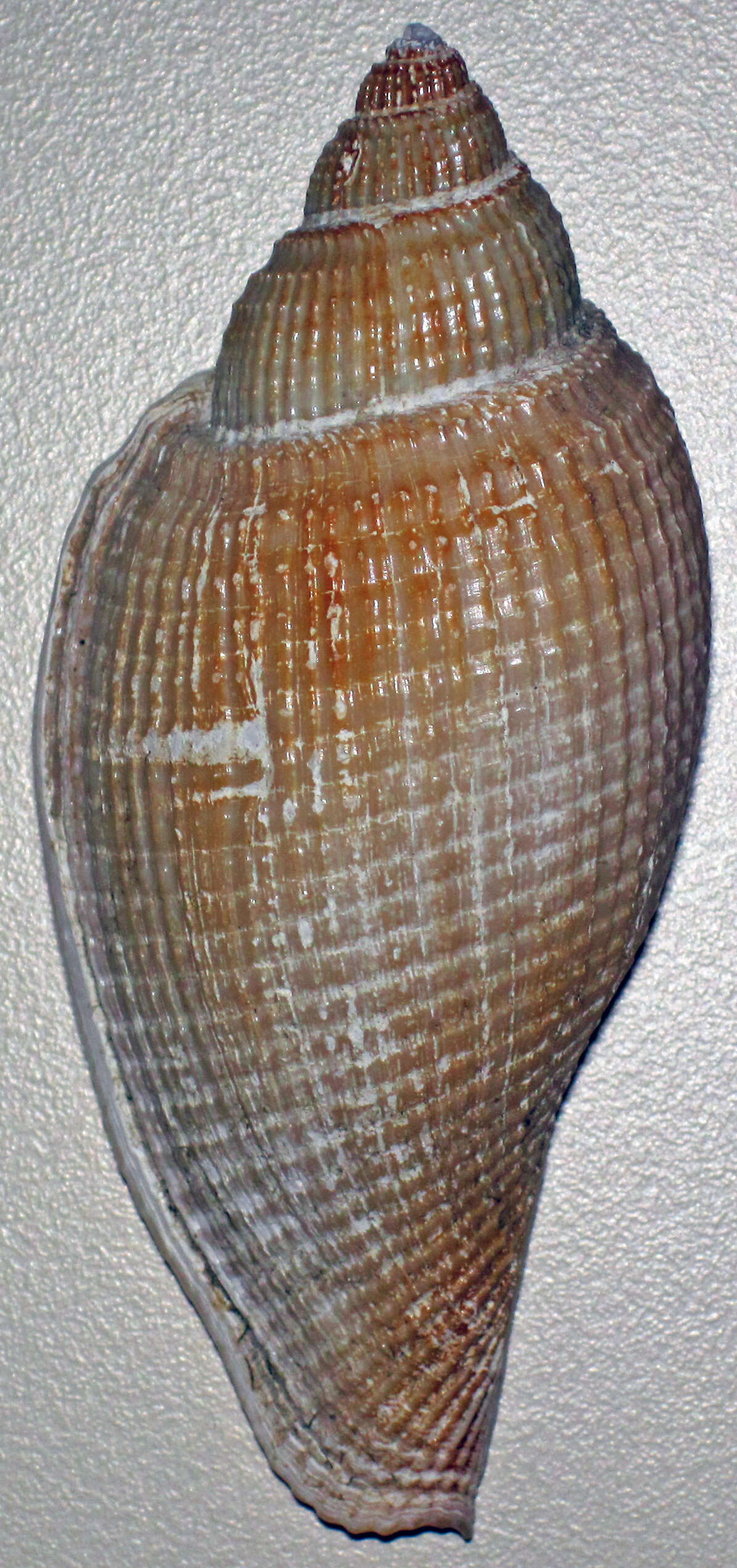 Sivun Athleta abyssicola (A. Adams & Reeve 1848) kuva