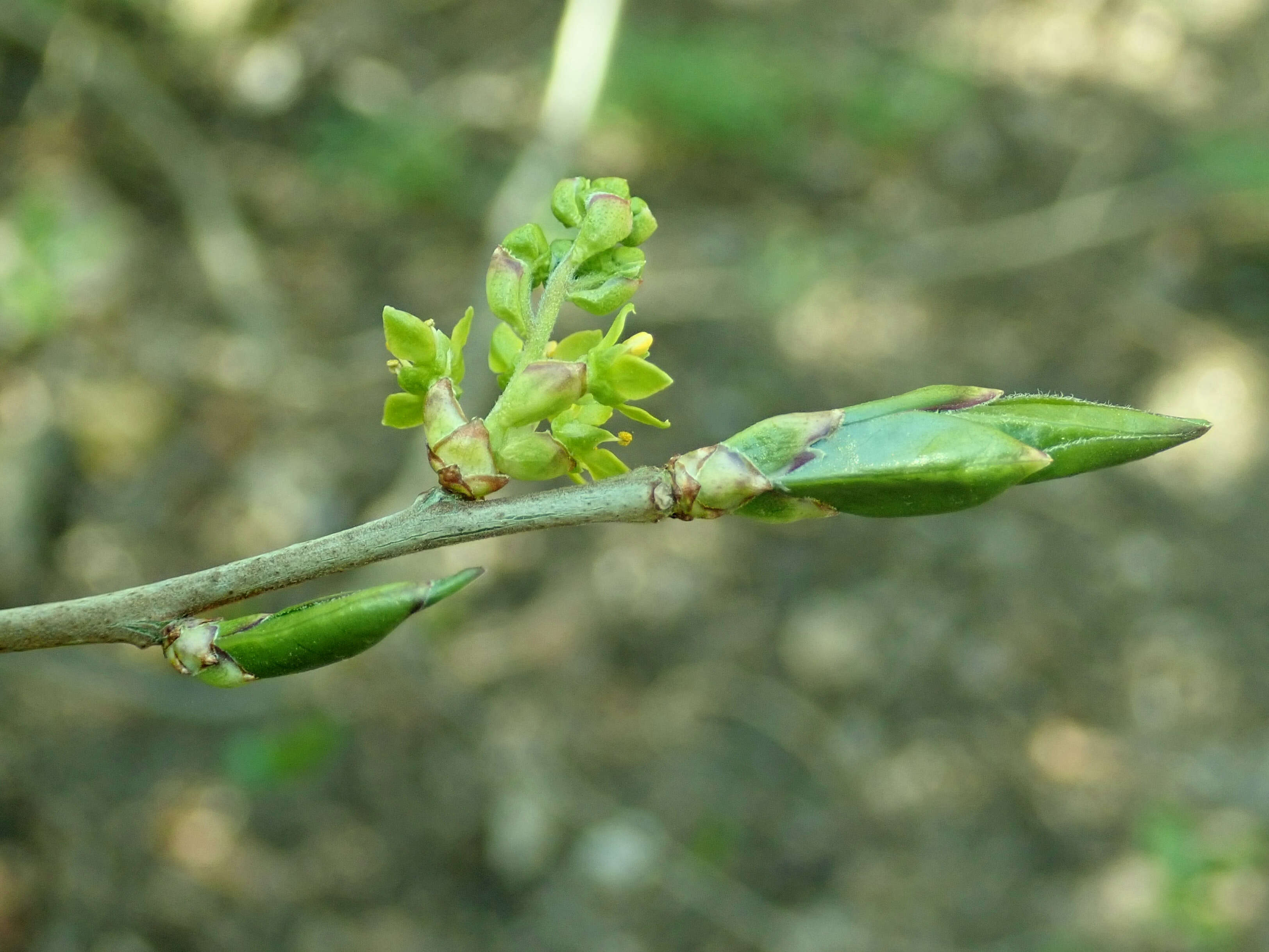 Image of Orixa japonica Thunb.