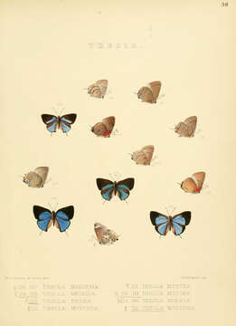 Image of Thecla minyia Hewitson 1867