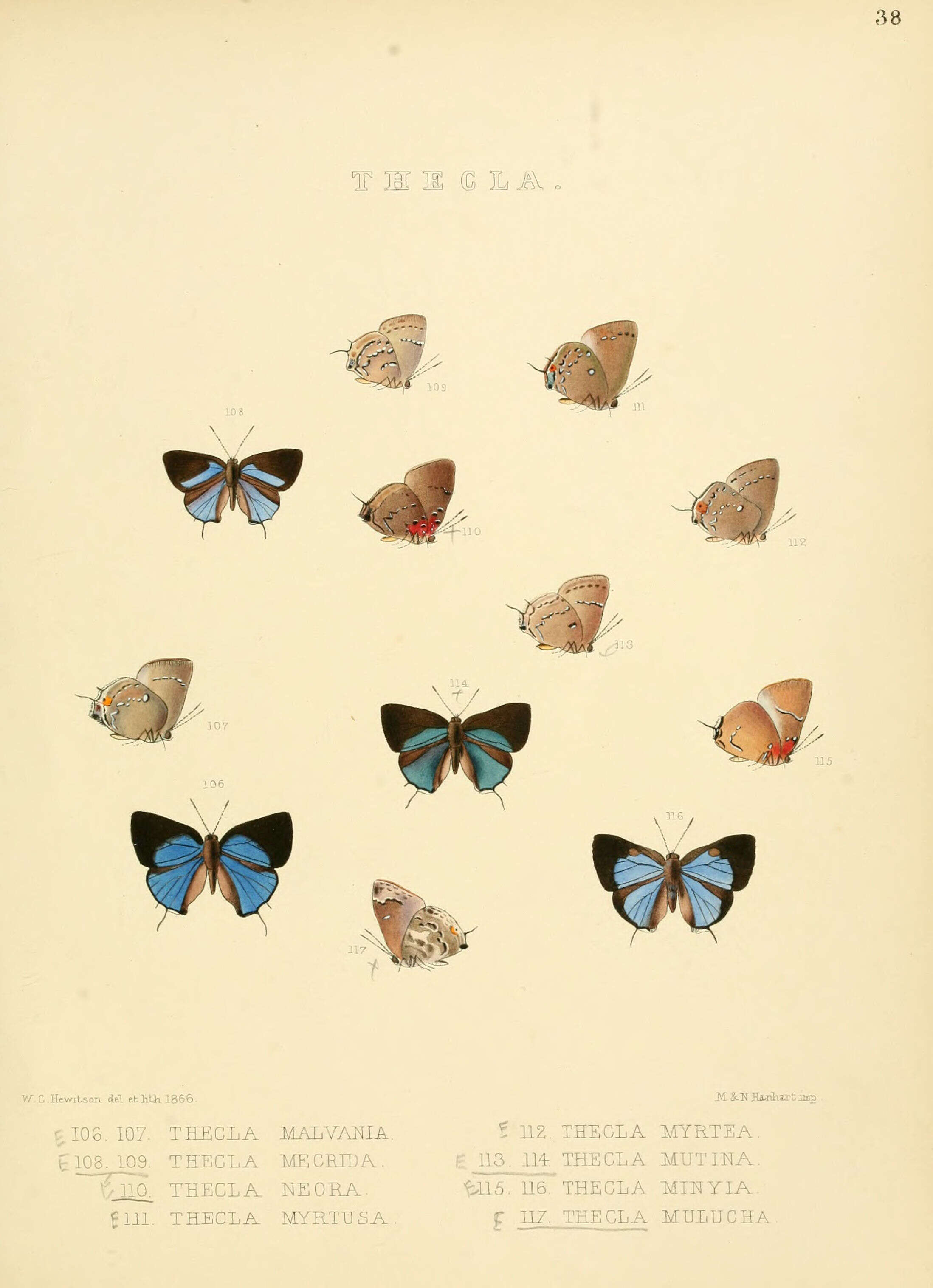 Image of Thecla minyia Hewitson 1867