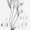 Image of Acianthera auriculata (Lindl.) Pridgeon & M. W. Chase
